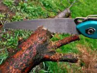 Best Tool for Cutting Tree Branches