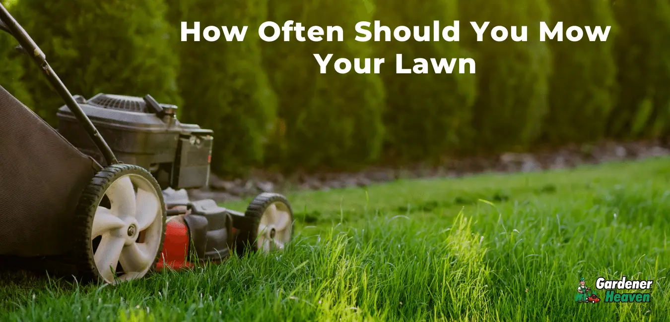 here-s-what-no-one-tells-you-about-how-often-should-you-mow-your-lawn