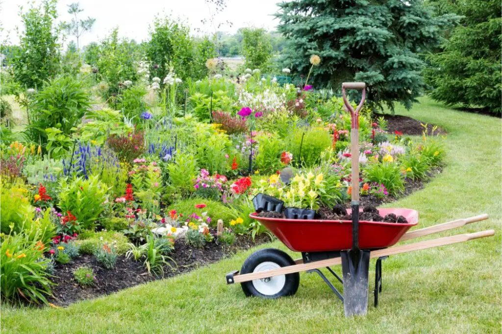 Flower garden and wheelbarrow