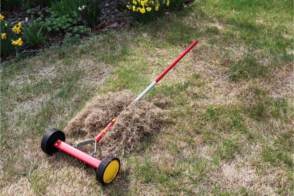 Roller moss removal rake at a heap of dethatched lawn grass in the spring garden