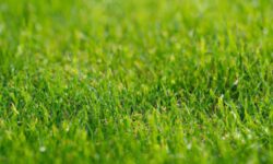 How Long to Wait After Fertilizing Lawn to Mow: Best Practices and Timing Guidelines