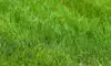 Mulching Blade Lawn Mower Guide: Benefits and Recommendations