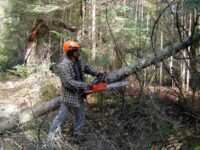 man using a chainsaw to cut a tree in a forest