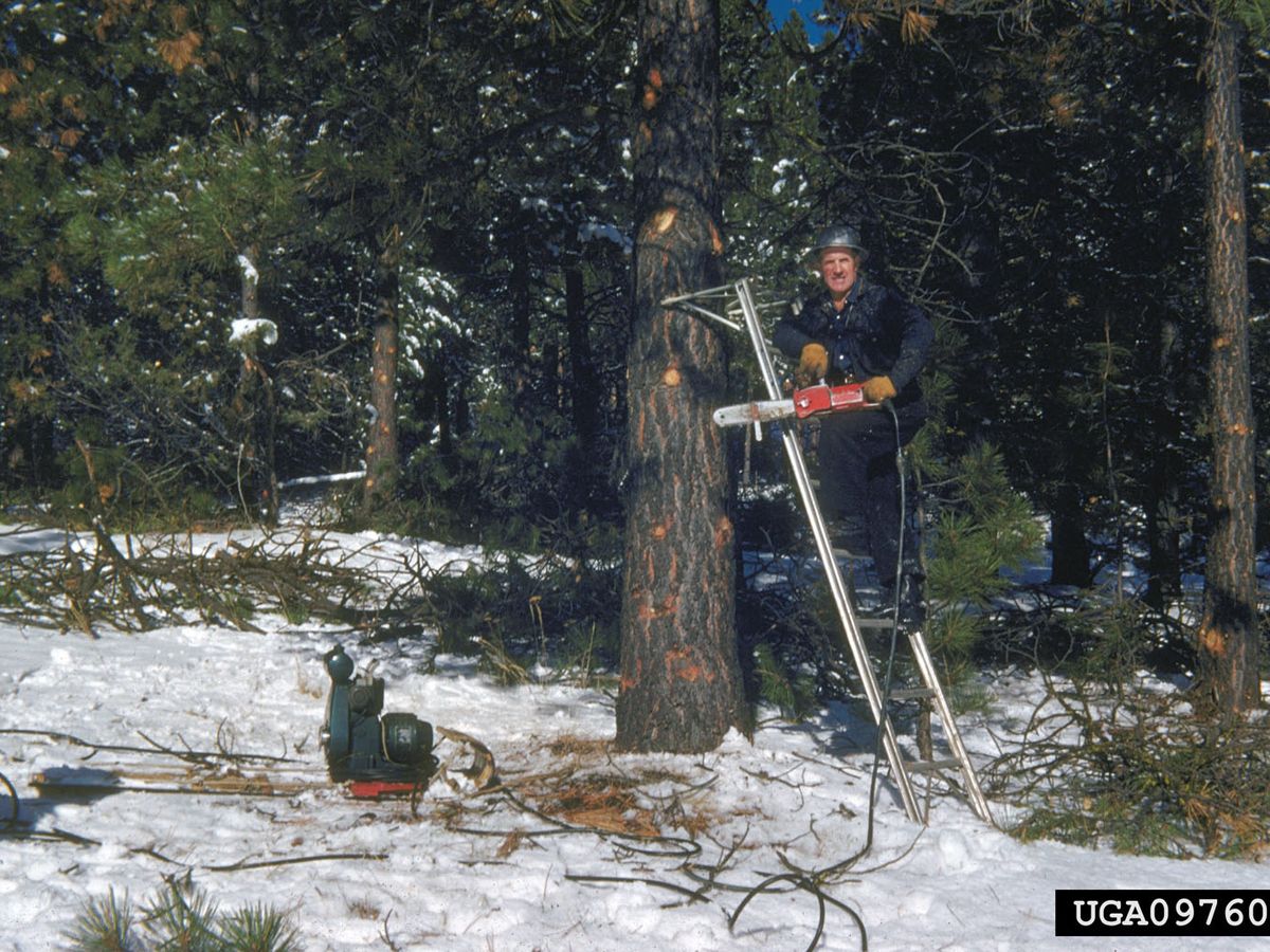 tree pruning techniques in a garden