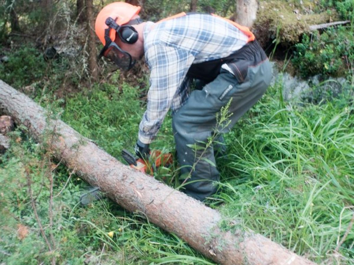arborist cutting tree with safety gear