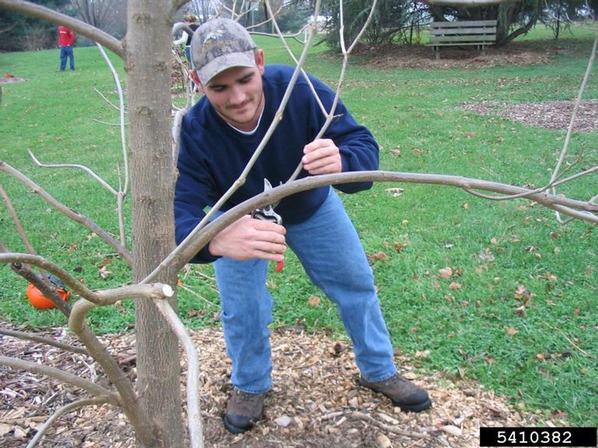 tree pruning blog nature