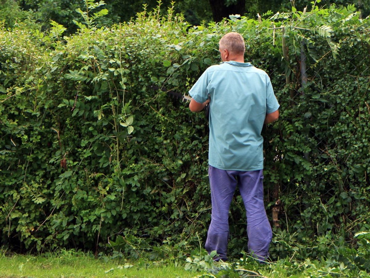 topiary pruning in a garden