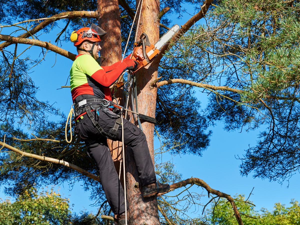 person trimming a tree with professional tools in a garden