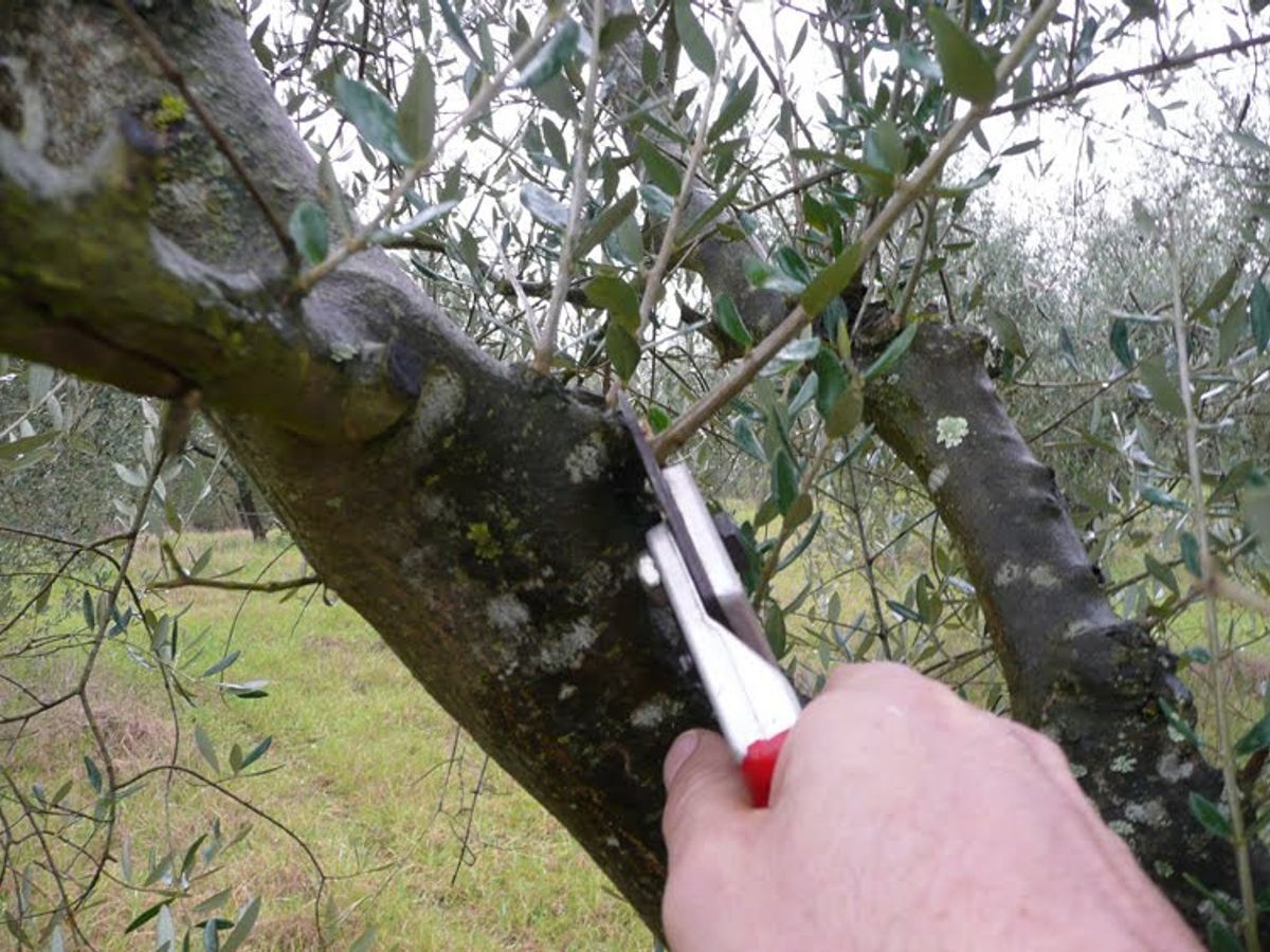 person pruning tree with hand tools