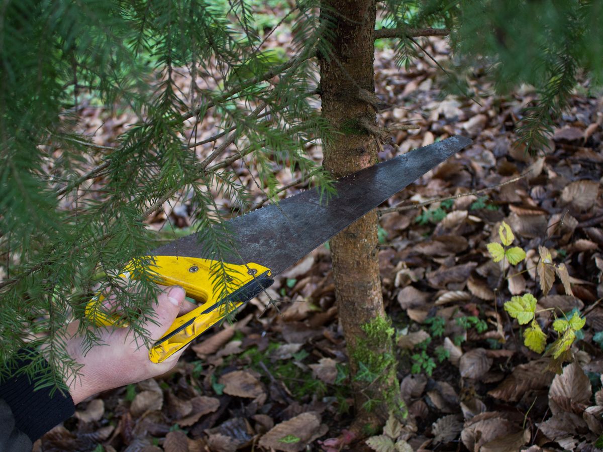 person using a manual saw to cut a tree, avoiding mistakes