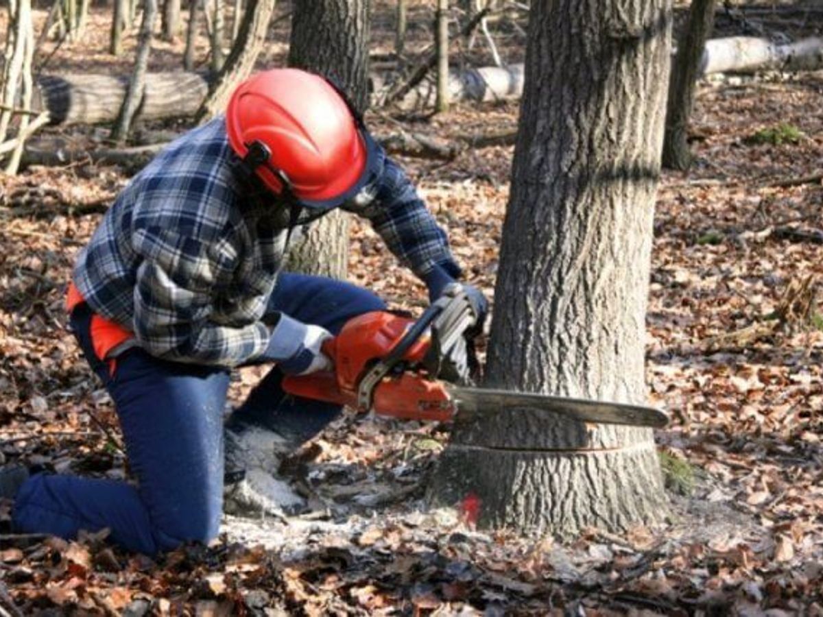 professional arborist cutting tree with safety gear in forest