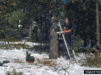 Top Tree Limb Cutting Techniques for Perfect Pruning