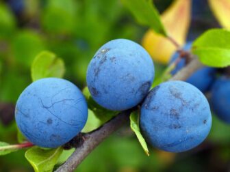 The Ultimate Guide on How to Prune Fruit Trees for a Bountiful Harvest
