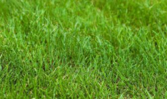 Mulching Blade Lawn Mower Guide: Benefits and Recommendations