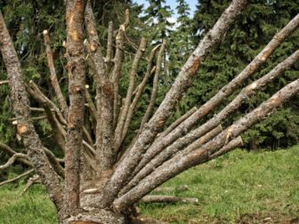 Step-by-Step Guide: How to Remove Dead Tree Branches Safely