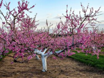 The Best Tools for Pruning Fruit Trees: A Comprehensive Guide