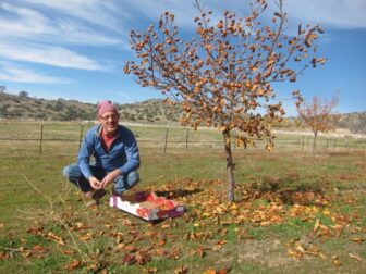 Discover the Best Online Resources for Tree Pruning