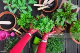 Tips on Growing Herbs Indoors With Artificial Light